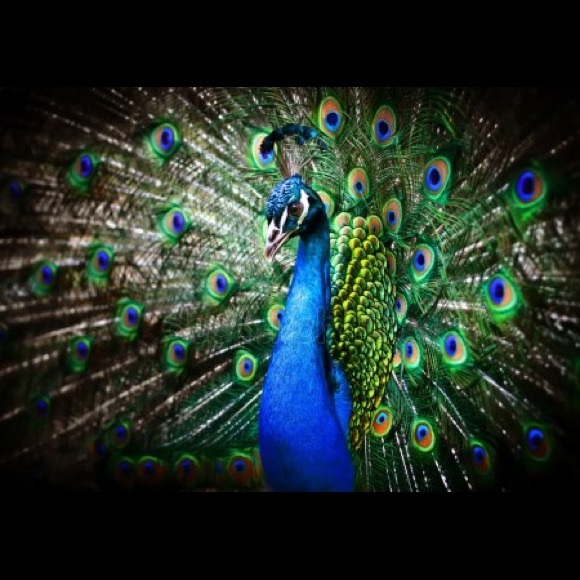 prancinpeacock